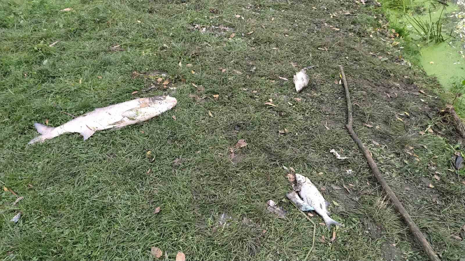 В Хмельницкой области в реке массово гибнет рыба: масляные пятна и запах аммиака (фото)